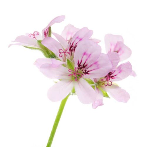Fleur de géranium rosat