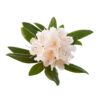 Rhododendron bio